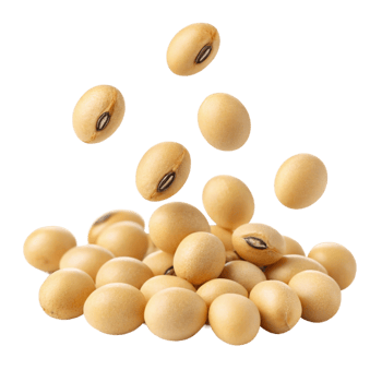 soybeans on a transparent background png