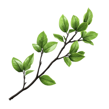 Natural Tree Branch with Leaves png