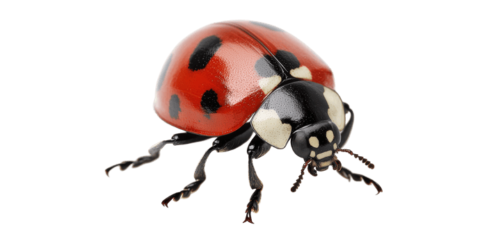 Red and black ladybug isolated on transparent background png