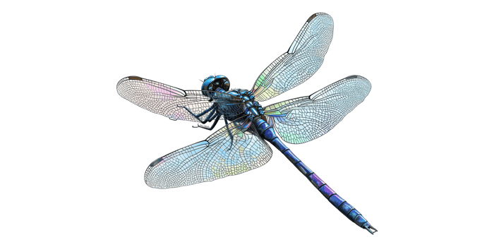 Detailed dragonfly illustration isolated on transparent background png