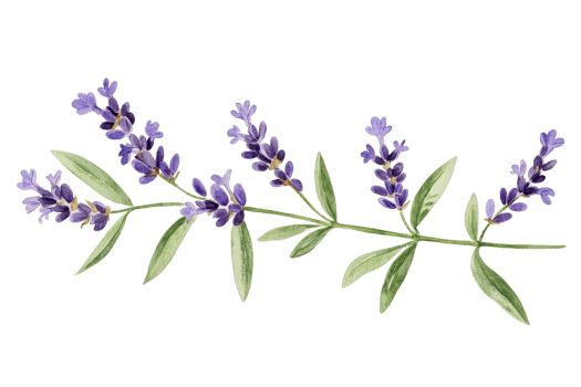 Illustration of a sprig of lavender with delicate purple flowers and green leaves, showcasing botanical elegance and natural beauty. png