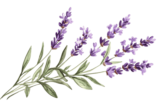 Elegant watercolor illustration of lavender sprigs, showcasing delicate purple flowers and lush green leaves in an artistic arrangement. png