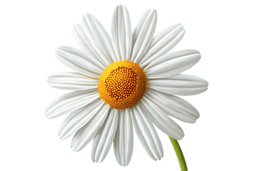 Close-up of a beautiful white daisy with a vibrant yellow center on a transparent background. showcasing nature's simple elegance and grace. png