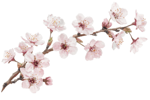 Delicate pink cherry blossoms in full bloom, showcasing nature's beauty and elegance on a serene spring day. png