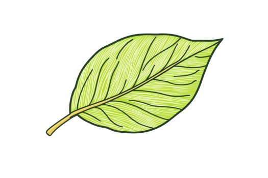 Illustrated green leaf with detailed veins isolated on transparent background. showcasing natural beauty and simplicity. png