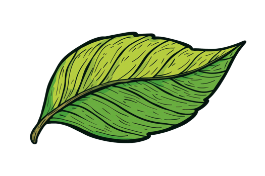 Illustrated green leaf featuring intricate veins and textured surface. Ideal for nature themes, environmental concepts, and botanical designs. png