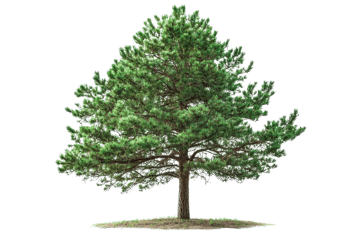 Full-grown green pine tree with lush, dense foliage and strong branches, isolated on a transparent background. Perfect for nature and forest illustrations. png