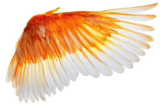 Vibrant orange and white feathered wing isolated on a transparent background. showcasing intricate details and colors perfect for design projects. png