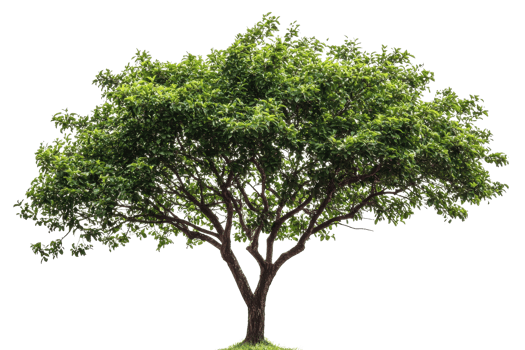This image features a large, lush, green tree with dense foliage and sprawling branches, perfect for nature and landscape projects. png