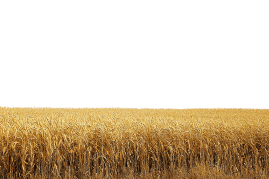 Golden wheat field under a clear sky, depicting a vast expanse of grain ready for harvest. Perfect for agricultural and nature-themed projects. png