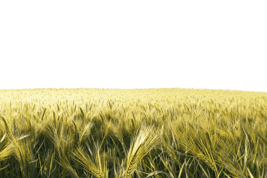Golden wheat field under clear sky, showcasing the beauty of agriculture and the abundance of nature's harvest in summer. png