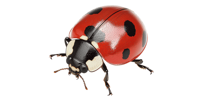 Red ladybug with black spots isolated on transparent background png