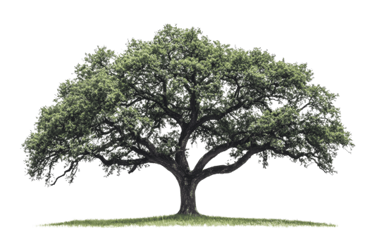 Majestic, sprawling tree with dense green foliage and thick branches extending from a sturdy trunk, isolated on a transparent background. png