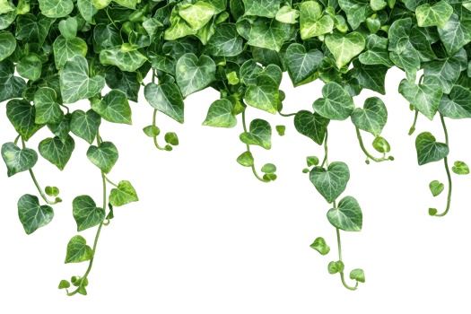 Lush green ivy leaves hanging down against a transparent background. creating a natural, botanical border or frame, perfect for decoration projects. png