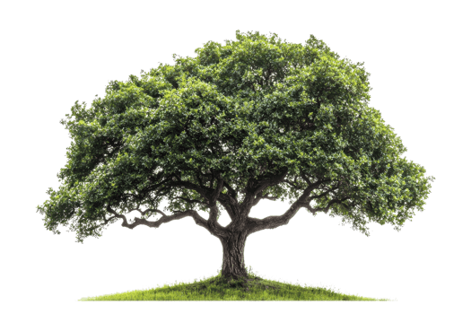 Majestic, spreading tree with vibrant foliage isolated on transparent background. ideal for nature, environmental, or landscaping themes. png