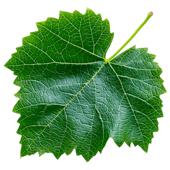 Fresh Green Leaf with Intricate Veins png