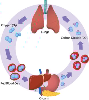 illustration of gas exchange in human diagram vector