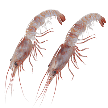 Two Red Shrimp Displayed Against A White Background png