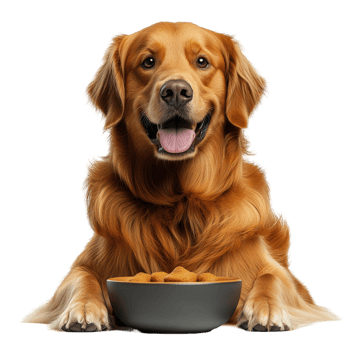 Happy golden retriever eagerly waiting by a bowl of dog treats indoors for a tasty reward during playtime isolated on transparent background. png