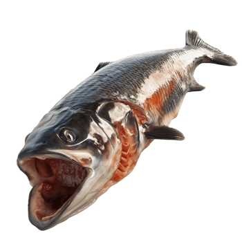 Dissected Fish Displays Internal Anatomy Details png