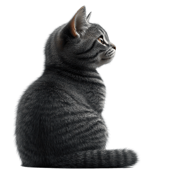 Grey tabby cat sitting side profile against a plain white background in calm and relaxed posture isolated on transparent background. png
