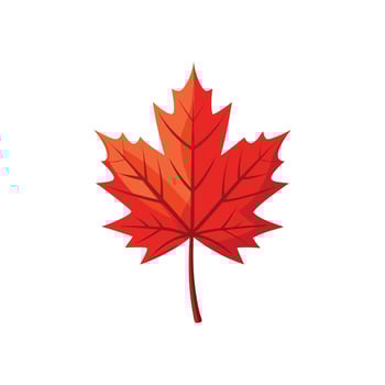 Detailed Maple Leaf Illustration design on White Background vector