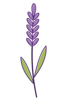 Elegant Purple Lavender Flower, Simple Botanical Illustration vector