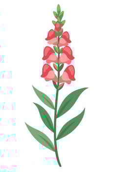 Elegant Pink Snapdragon Flower Bloom, Botanical Illustration vector