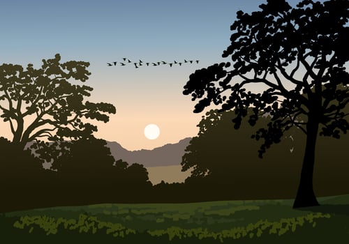Woodland sunrise landscape illustration with grassland vector