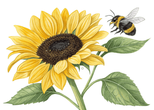Vibrant Sunflower, Bumblebee, Glitch Art, Nature, Summer, Bloom, Pollination, Yellow, Beauty, Flower png