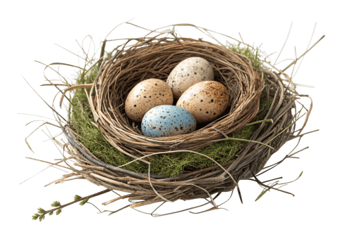 Birds Nest with Speckled Eggs, Natures Springtime Wonder png