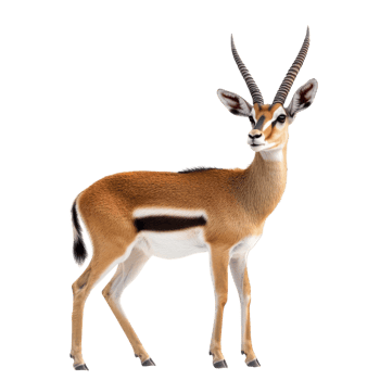 Antelope on White Background on transparent background. png