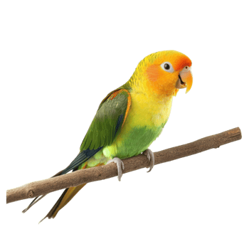 Vibrant Parrot on Branch on transparent background. png