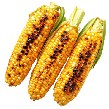 Sweet Corn Grill Summer Food on transparent background. png