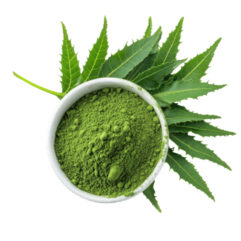Neem Leaves and Powder for Health on transparent background. png