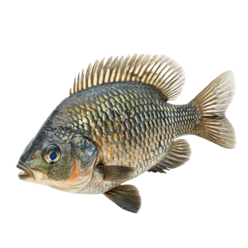 Nile Tilapia Fish White Background on transparent background. png