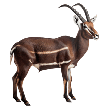 Saola standing in full body isolated. png