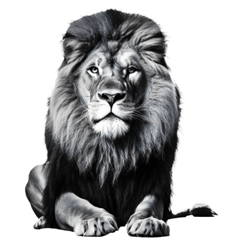 African male lion isolated, monochrome cut out png