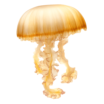 Yellow sea nettle jellyfish isolated. art png