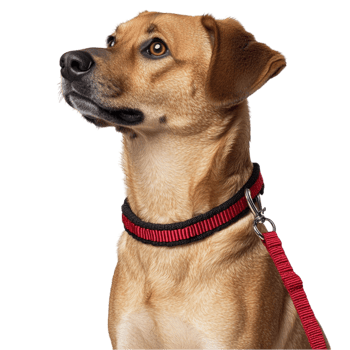 Golden Retriever Dog Portrait png