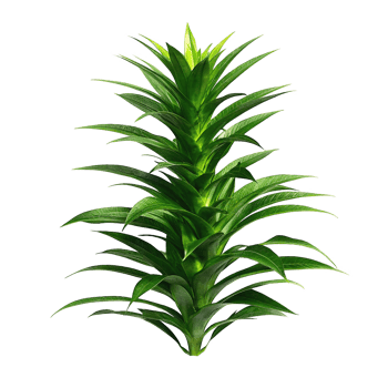 Green Dracaena Marginata Plant with Lush Foliage, Isolated on White Background, Showing Detailed Texture and Sharp Leaves png