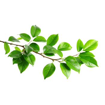 Vibrant Green Branch with Lush Leaves of Nature's Beauty png