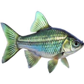 A Stunning Green and Blue Freshwater Fish with Iridescent Scales and Fins png
