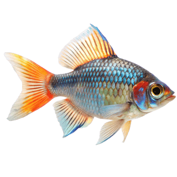 Vibrant Rainbow Shark Fish with Striking Orange and Blue Fins png