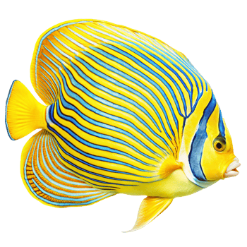Vibrant Yellow and Blue Emperor Angelfish Swimming in Ocean png