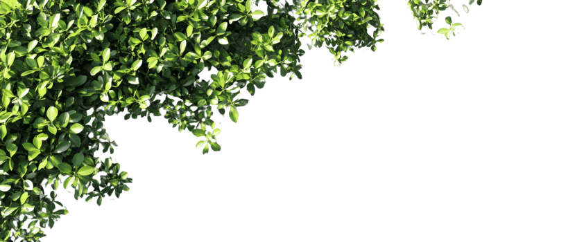 Lush Green Foliage Abundant Leaves Natural Background png