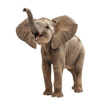 beautiful elephant is isolated on transparent background png