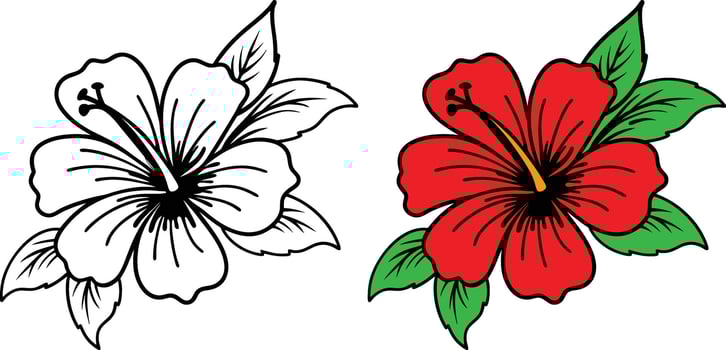 Hibiscus Floral Drawing Illustration Outline And Colored Version vector