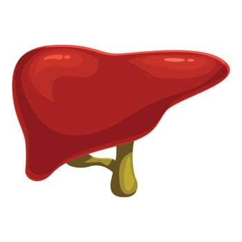 Healthy human liver maintaining body functioning representing digestive system vector