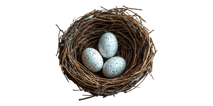 Bird nest with three speckled eggs isolated on transparent background png